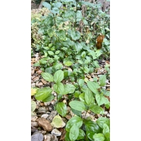 Buckthorn seedlings Rhamnus catharticus Buckthorn seedlings Rhamnus catharticus